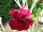 lychnis-coronaria-gardeners-world
