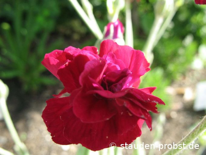 Lychnis coronaria 'Gardeners World' - Lichtnelke