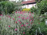 lychnis-coronaria