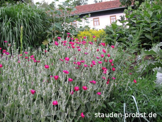 Lychnis coronaria - Vexiernelke