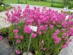 lychnis-viscaria-plena-2