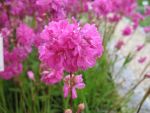 lychnis-viscaria-plena