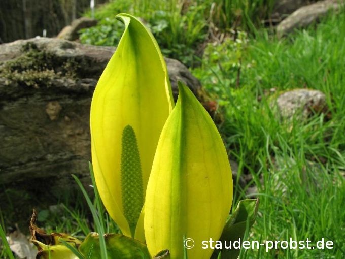 Lysichton americanus - Scheincalla