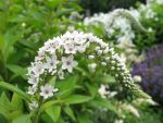 lysimachia-clethroides