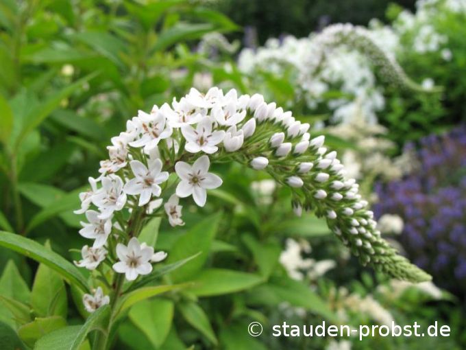Lysimachia clethroides - Schneefelberich, Entenschnabel