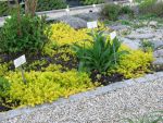 lysimachia-nummularia-aurea-2