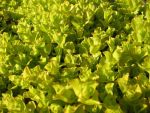 lysimachia-nummularia-aurea