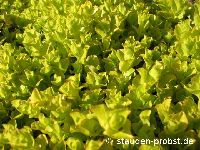 Lysimachia nummularia 'Aurea' - Pfennigkraut