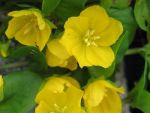lysimachia-nummularia
