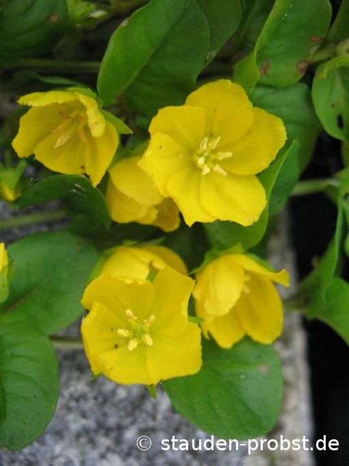 Lysimachia nummularia - Pfennigkraut
