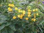 lysimachia-punctata-2
