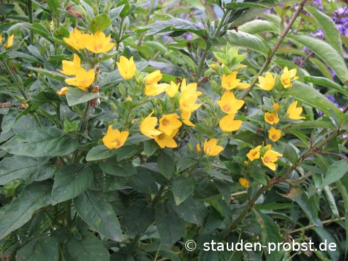 Lysimachia punctata - Goldfelberich