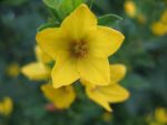 lysimachia-punctata