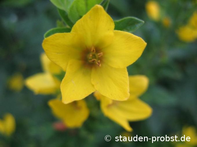 Lysimachia punctata - Goldfelberich