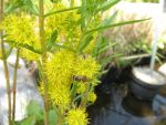 lysimachia-thyrsiflora-2