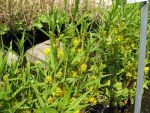 lysimachia-thyrsiflora-3