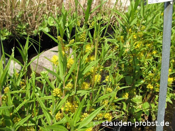 Lysimachia thyrsiflora - Strau&szlig; Goldfelberich