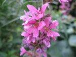 lythrum-salicaria-2
