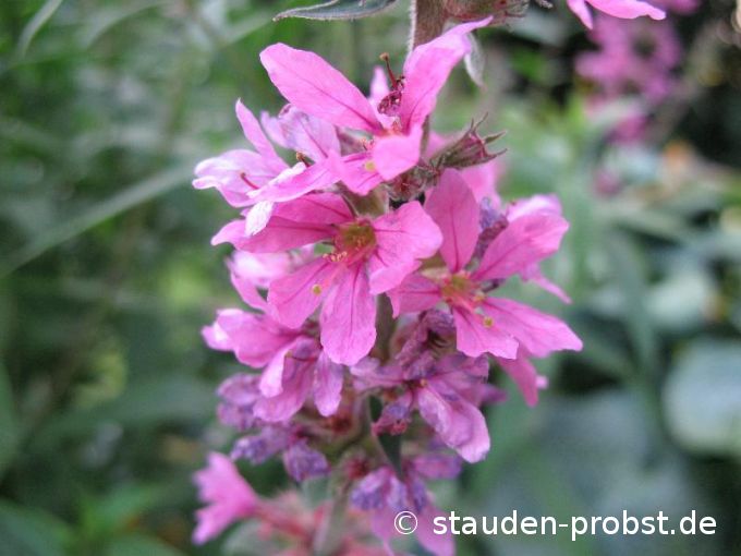 Lythrum salicaria - Blutweiderich