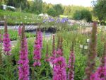 lythrum-salicaria-robert