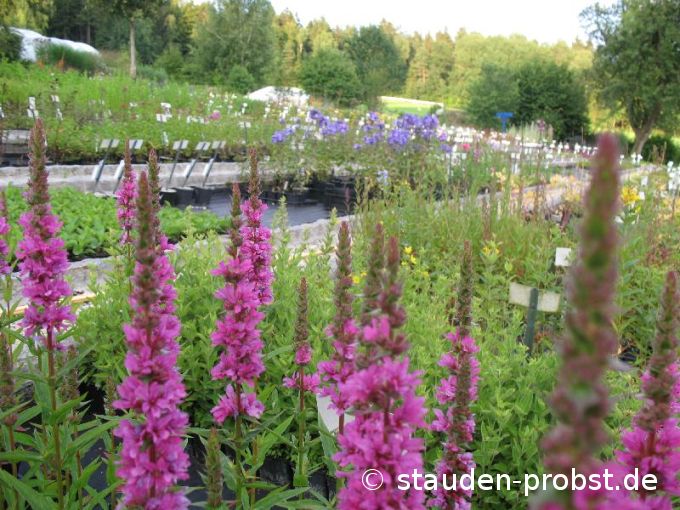 Lythrum salicaria 'Robert' - Blutweiderich