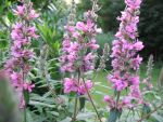 lythrum-salicaria