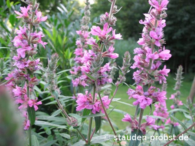 Lythrum salicaria - Blutweiderich