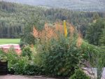 macleya-cordata-3