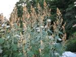 macleya-cordata-4