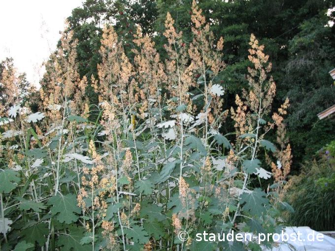 Macleya cordata - Federmohn 