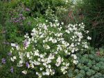 malva-moschata-alba-2