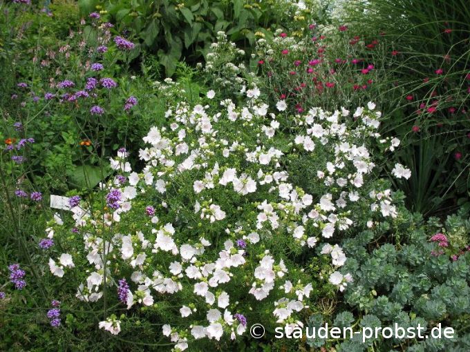 Malva moschata 'Alba' - Moschusmalve