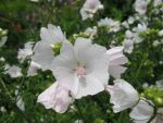 malva-moschata-alba