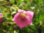 malva-moschata