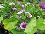 malva-sylvestris-zebrina-2
