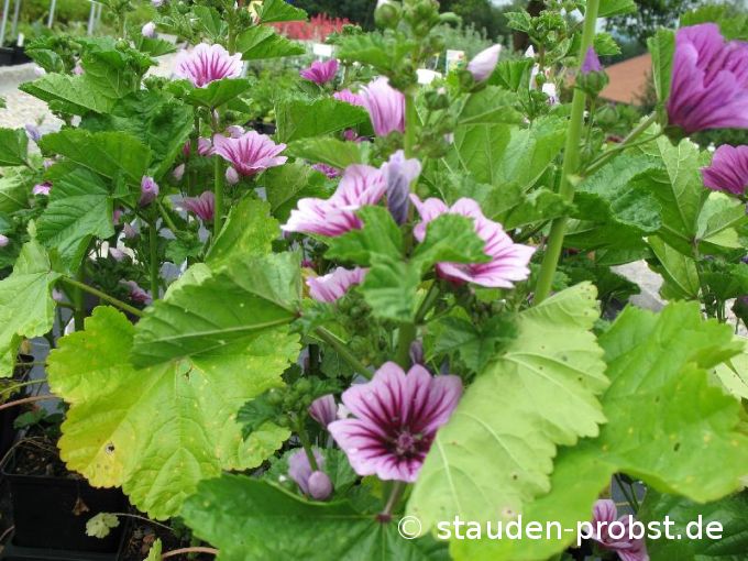 Malva sylvestris 'Zebrina' - Wilde Malve, Ro&szlig;pappel
