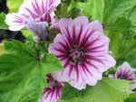 malva-sylvestris-zebrina