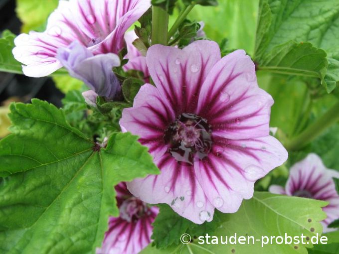 Malva sylvestris 'Zebrina' - Wilde Malve, Ro&szlig;pappel