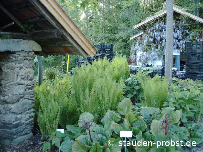 Matteucia struthiopteris - Trichterfarn, Strau&szlig;farn