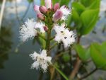 menyanthes-trifoliata-4