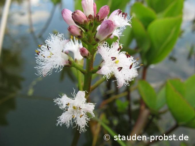 Menyanthes trifoliata - Fieberklee