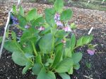 mertensia-virginica-2