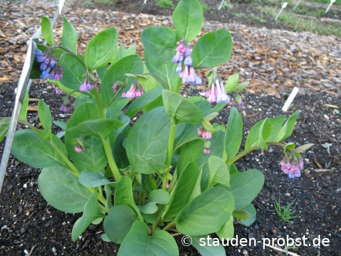 Mertensia virginica - Blauglöckchen