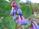 mertensia-virginica