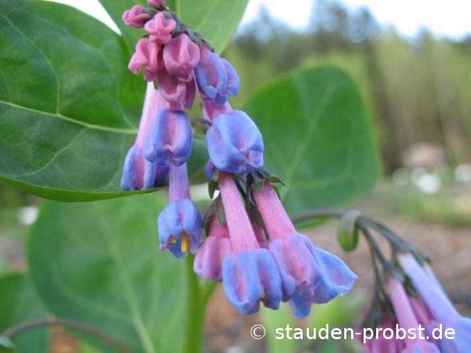 Mertensia virginica - Blauglöckchen