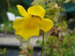 mimulus-luteus