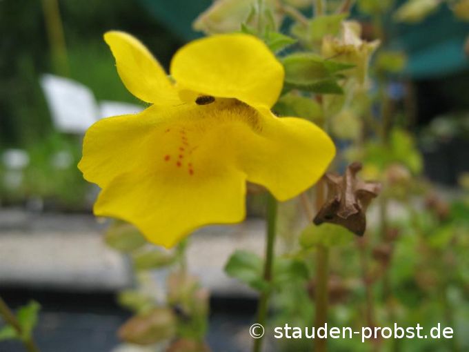 Mimulus luteus - Gauklerblume
