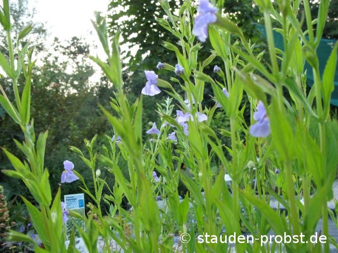 Mimulus ringens - Blaue Gauklerblume