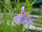 mimulus-ringens