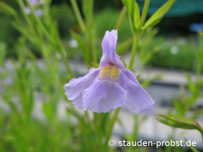Mimulus ringens - Blaue Gauklerblume